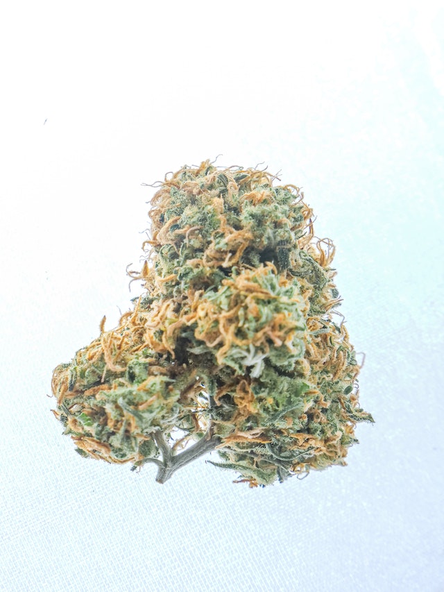CV 196 Cannabis for Penny’s